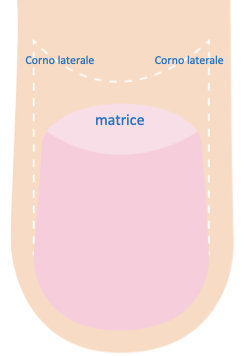 Fig. 14, 15 La matrice dell’unghia ha una forma a ferro di cavallo con 2 corni laterali che producono le parti laterali della lamina.
